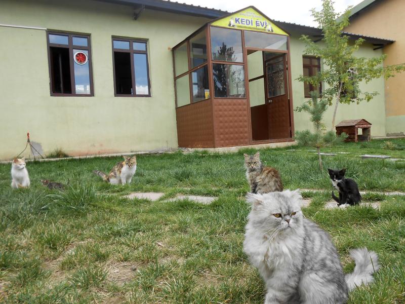 sokak hayvanlarina konforlu bakim evi erzurum buyuksehir belediyesi